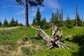 Peatbog in Giant Mountains Royalty Free Stock Photo