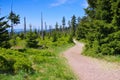 Peatbog in Giant Mountains Royalty Free Stock Photo