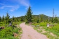 Peatbog in Giant Mountains Royalty Free Stock Photo