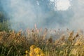 Peatland fires in summer