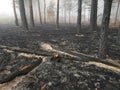 Peatlands are on fire. Forest fire and its consequences Royalty Free Stock Photo