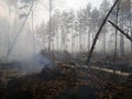 Peatlands are on fire. Forest fire and its consequences Royalty Free Stock Photo
