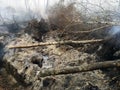 Peatlands are on fire. Forest fire and its consequences Royalty Free Stock Photo