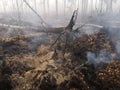 Peatlands are on fire. Forest fire and its consequences Royalty Free Stock Photo