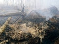 Peatlands are on fire. Forest fire and its consequences Royalty Free Stock Photo