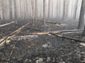 Peatlands are on fire. Forest fire and its consequences Royalty Free Stock Photo