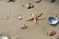 Pebbels and seastar on beach sand