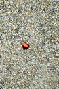 Pebble background with red heart Royalty Free Stock Photo