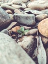 Pebble beach background, stone floor. Abstract nature pebbles background. Sea peblles beach. Beautiful nature Royalty Free Stock Photo