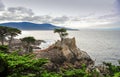 Pebble Beach, California - January 2012:  The lone cypress tree, 17-Mile Drive near Carmel. Royalty Free Stock Photo