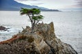 Pebble Beach, California - January 2012:  The lone cypress tree, 17-Mile Drive near Carmel. Royalty Free Stock Photo