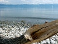 Big lake with snow mountains in background and bizarre tree as foreground