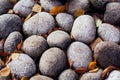 Pebble gray stone with autumn leaves, texture background