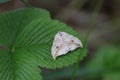 Pebble Hook-tip, Drepana falcataria resting on strawberry leaf Royalty Free Stock Photo