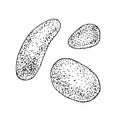 Pebble outline set. Vector illustration of stone. Hand drawn graphic clipart of rough rock. Linear drawing on isolated