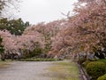 Pebble pathway lined with Sakura flowers, Nagahama, Japan