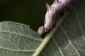 Pebble prominent moth caterpillar, Notodonta ziczac, walking, eating along a willow leaf during july