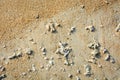 Pebble, sea shells and broken corals on the tropical yellow beach sand background Royalty Free Stock Photo