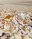 Pebble and seashells are washed to the beach of lakshadweep Royalty Free Stock Photo