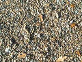 Pebble or stone and rock dried fallen leaves ground on sand beach or river summer holiday background Royalty Free Stock Photo