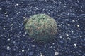 Pebble stones and grass ball on the beach in Iceland. Royalty Free Stock Photo