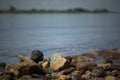 Pebble stones on the shore close up in the blurry distance background. Natural background Royalty Free Stock Photo
