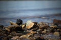 Pebble stones on the shore close up in the blurry distance background. Natural background. Selective focus Royalty Free Stock Photo