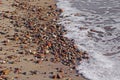 Pebbles on the Baltic beach