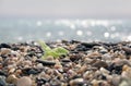 Pebbles beach Royalty Free Stock Photo