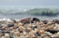 Pebbles beach Royalty Free Stock Photo