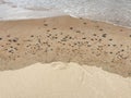 Pebbles on a beach at Blyth