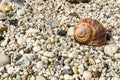 Pebbles on beach with snail shell Royalty Free Stock Photo