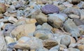 Pebbles & bolders Royalty Free Stock Photo