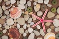 pebbles, different shells and starfishes