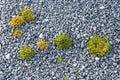 Pebbles and grass bushes texture Royalty Free Stock Photo