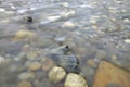 Pebbles in the mountain river