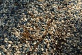 Pebbles and natural debris Royalty Free Stock Photo