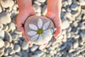 pebbles with a painted daisy in the hands of a child on the background of a pebble beach