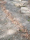 Pebbles path along the stone walkway