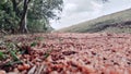 Pebbles path