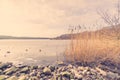 Pebbles and reeds by a frozen lake Royalty Free Stock Photo