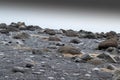 Pebbles at Reynisfjara aka black sand beach. A world-famous tropical beach found on the South Coast of Iceland. Royalty Free Stock Photo