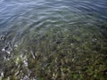 Pebbles, rocks, seaweed on the sea floor through clear water in shallow water Royalty Free Stock Photo