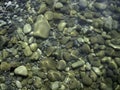 Pebbles, rocks, seaweed on the sea floor through clear water in shallow water Royalty Free Stock Photo