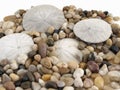Pebbles and Sand Dollars Royalty Free Stock Photo