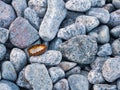 The pebbles on the sea is a rusty bottle cap.