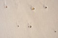 Pebbles and shells stuck in a wet sandy beach from above. Beautiful seashells which lodged in a sand and stone mixture