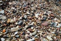 Pebbles on the shore of the Baltic Sea, among which there are pieces of amber. Royalty Free Stock Photo