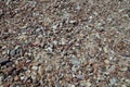 Pebbles on the shore of the Baltic Sea, among which there are pieces of amber. Royalty Free Stock Photo