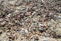 Pebbles on the shore of the Baltic Sea, among which there are pieces of amber. Royalty Free Stock Photo